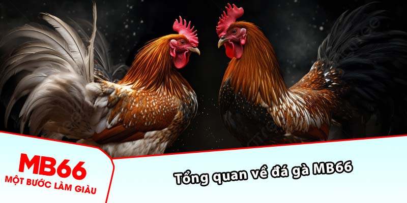 Tổng quan về đá gà MB66